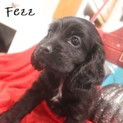 puppy, for, sale, Cocker Spaniel, Joe & Cherri  Overlease, dog, breeder, Miller, MO, dog-breeder, puppy-for-sale, forsale, nearby, find, puppyfind, locator, puppylocator, aca